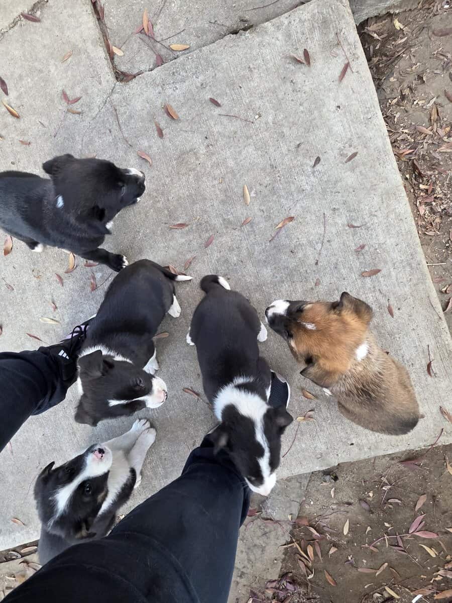 Free puppies German Shepard mix image 3