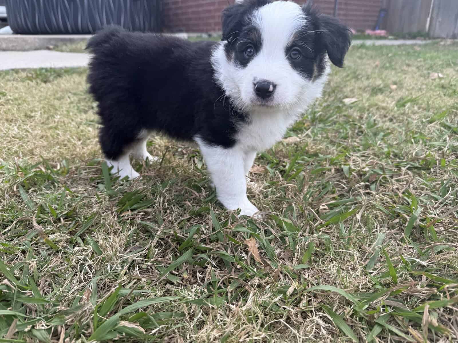 Australian Shepherd Puppies image 1