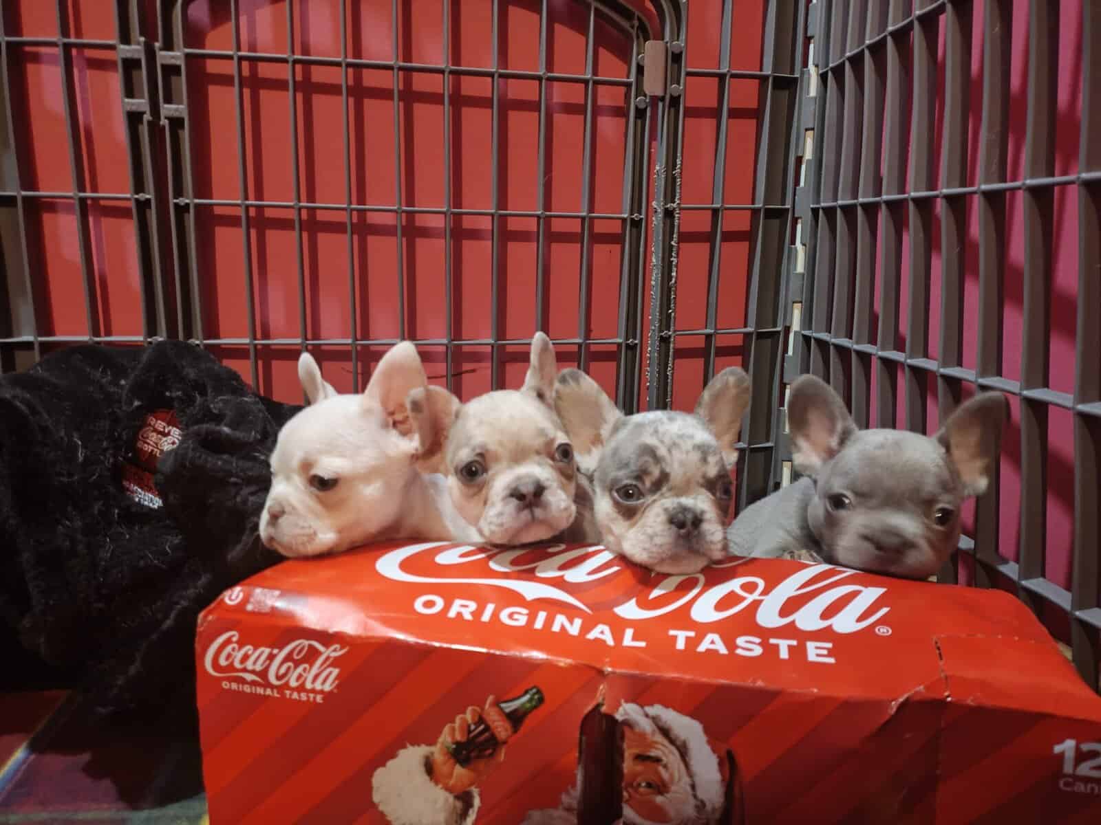 French Bulldog Pups (Quality Blood) image 3