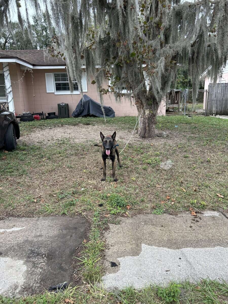 AKC Registerd Belgian Malinois stud available image 4