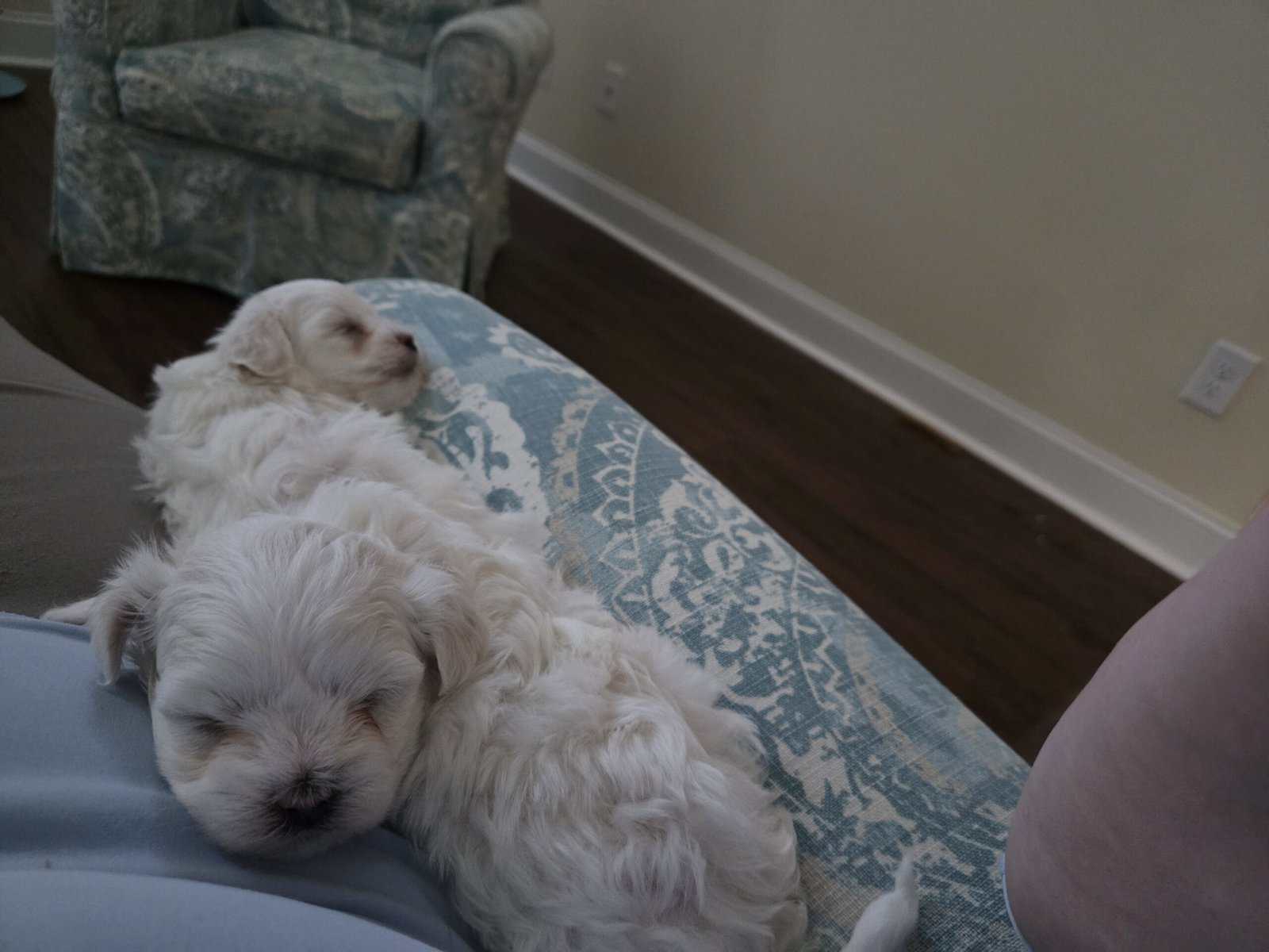 Maltese Purebred Puppies image 7