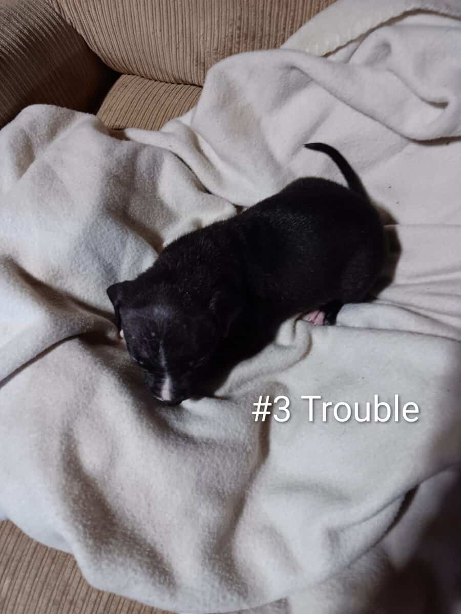 Pit bull puppies image 9