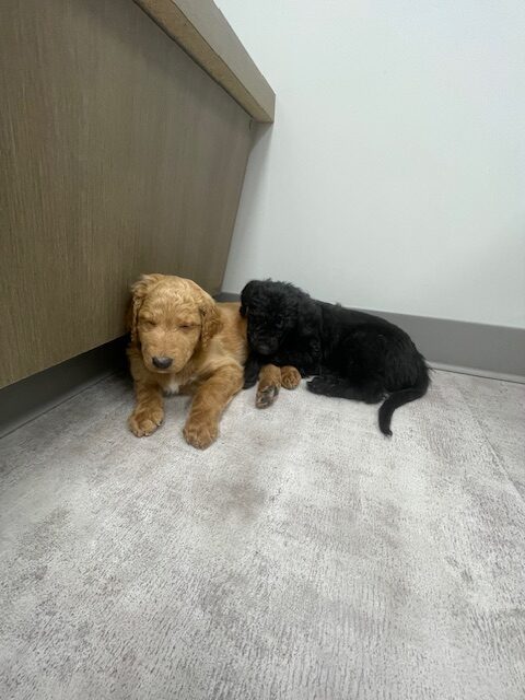 Doodle puppies ready for furever homes. image 10
