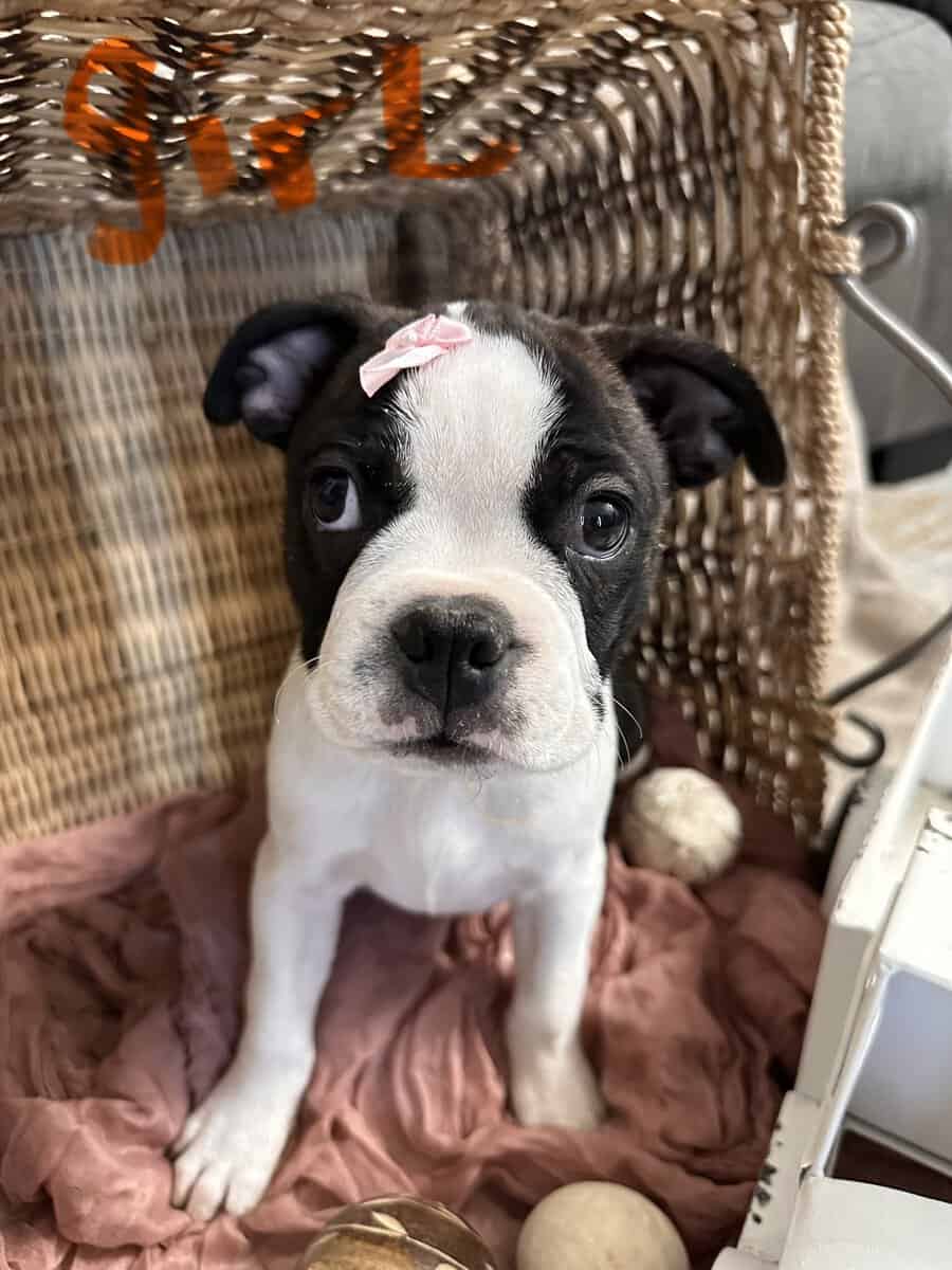 Tiny snorts, Wiggly butts, and excessive cuteness image 2