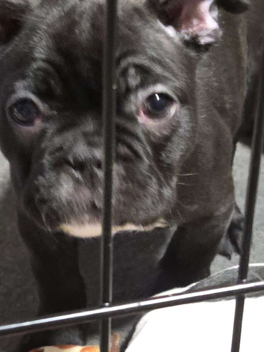 French Bulldog Puppies image 15