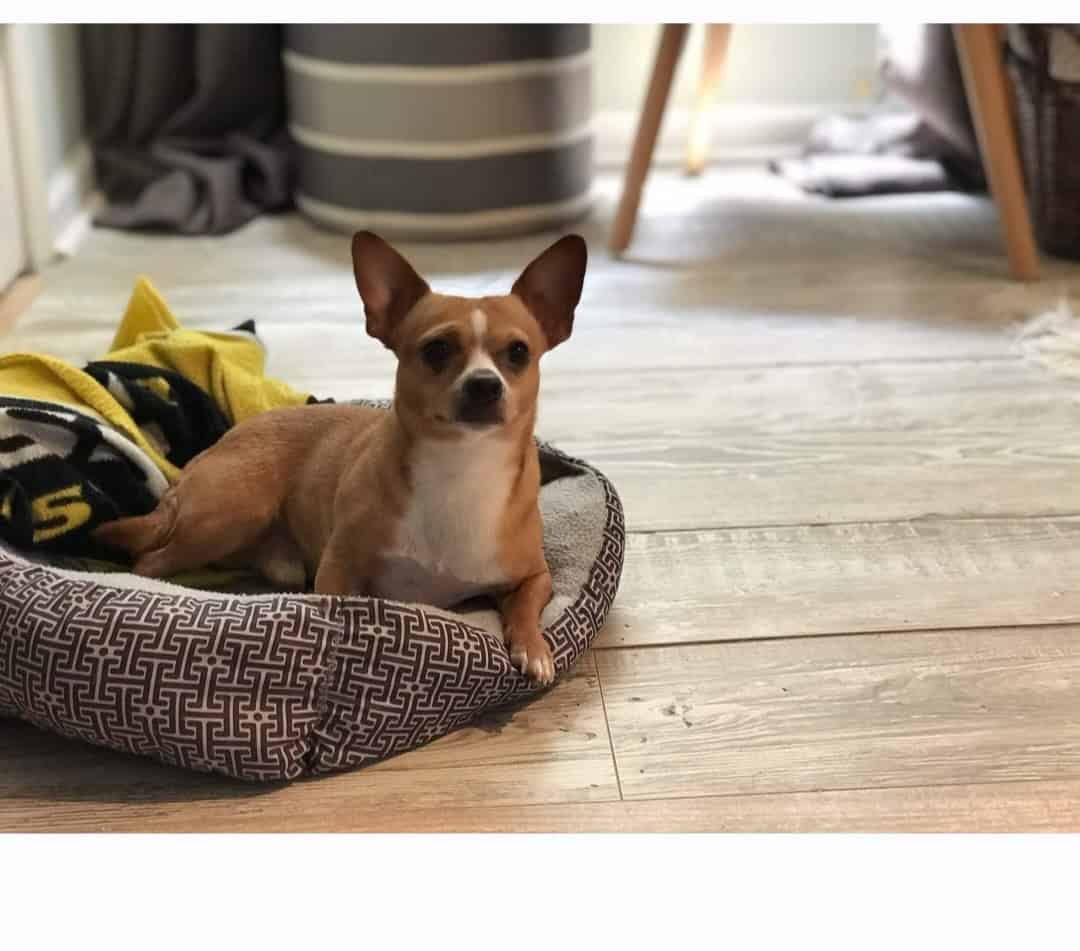 Pet Rehoming image 1