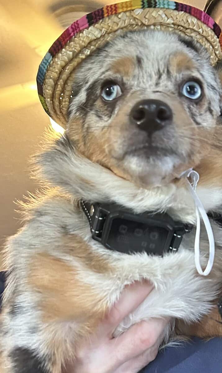 Aussie Corgi image 2