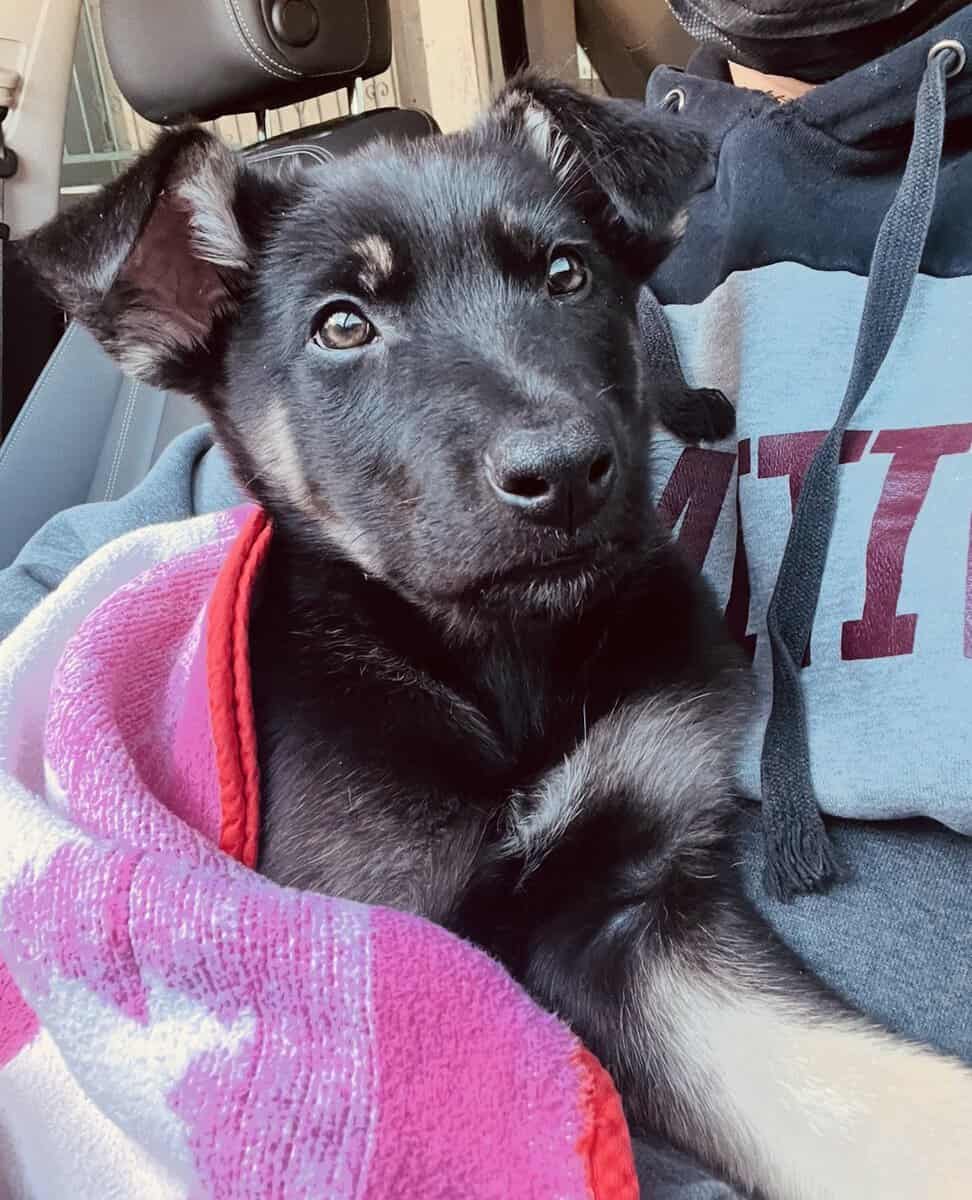 German Shepherd Puppies image 8