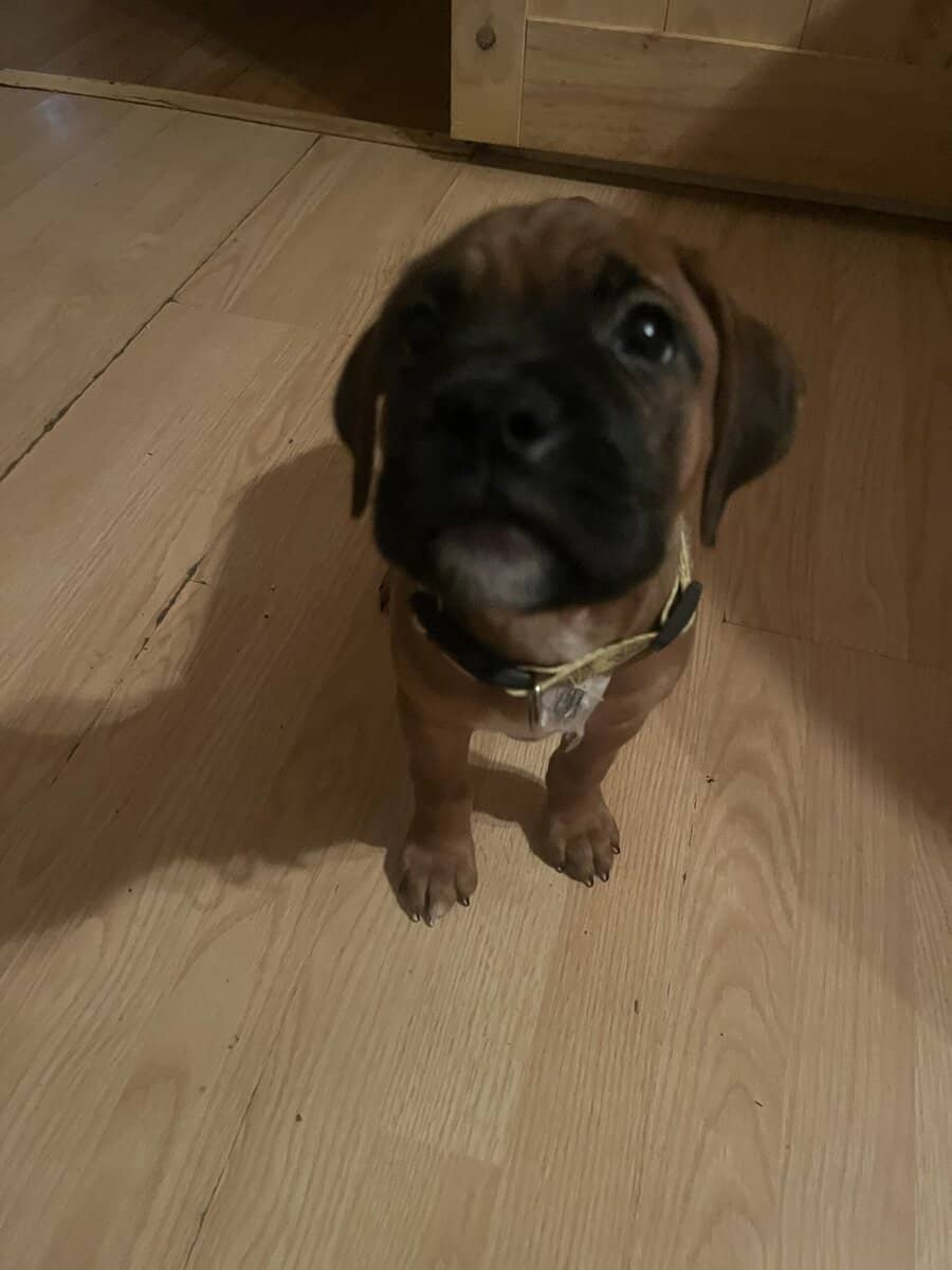 Boxer puppies image 9