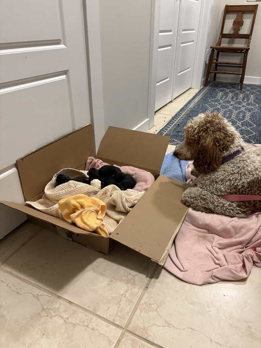 Beautiful purebred Moyen Poodles image 6