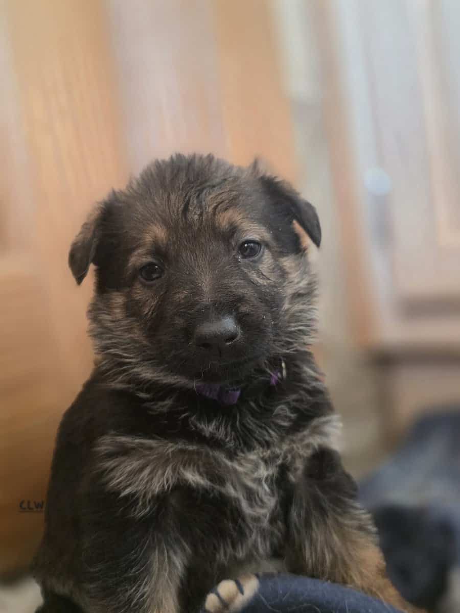 German Shepherd Puppies image 3