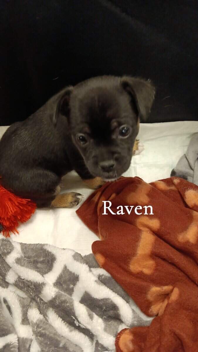 French Bullhuahua Puppies for sale image 3
