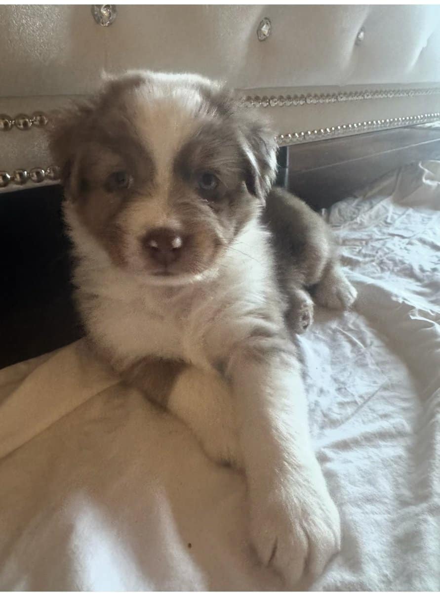 AUSTRALIAN SHEPHERD 7 WKS OLD MALE image 4