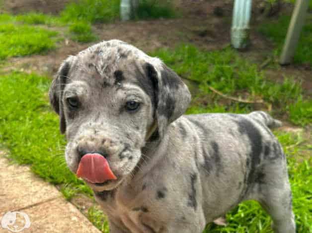 Adorable Great Dane puppies image 6