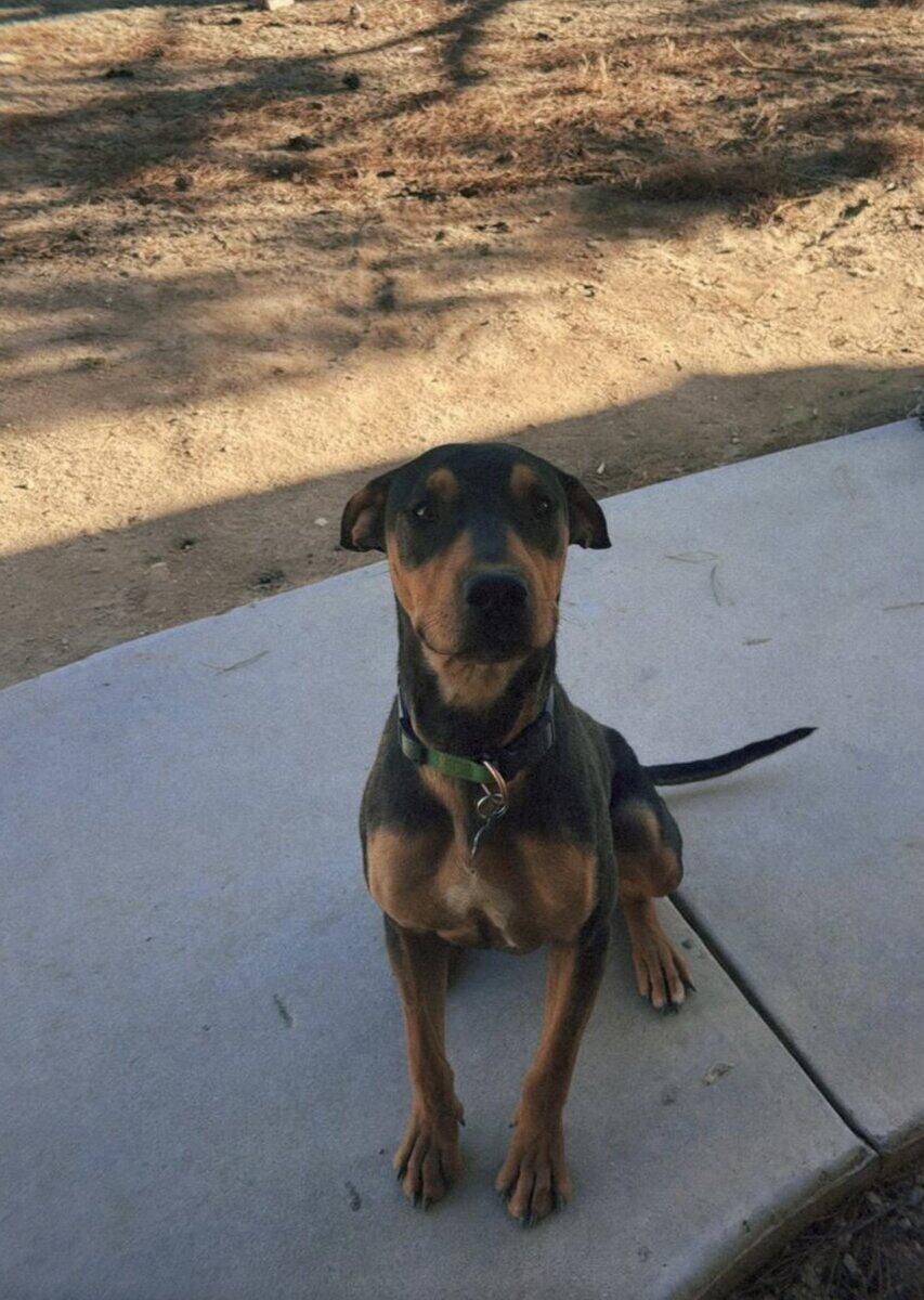 Doberman mix image 1