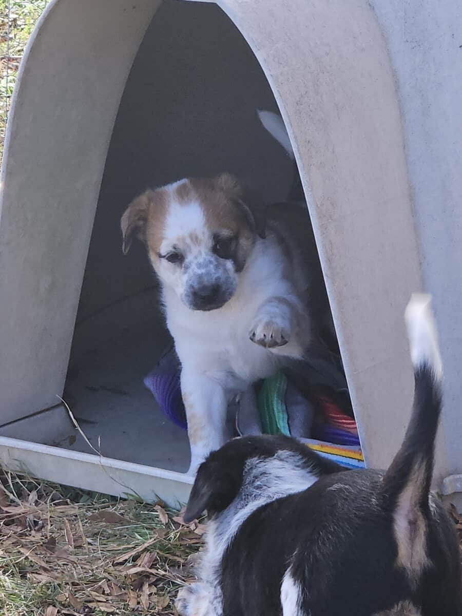 Texas Heeler Puppies image 3