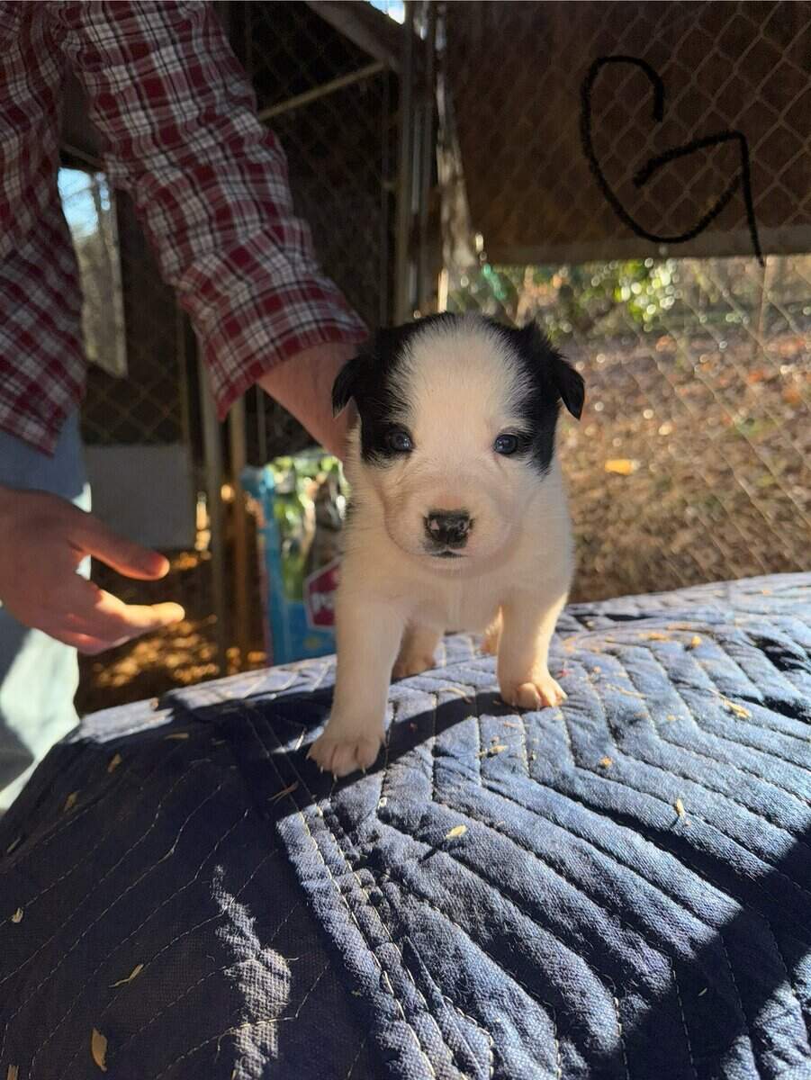 Border Collie/ Australian Shepard mix puppies image 5
