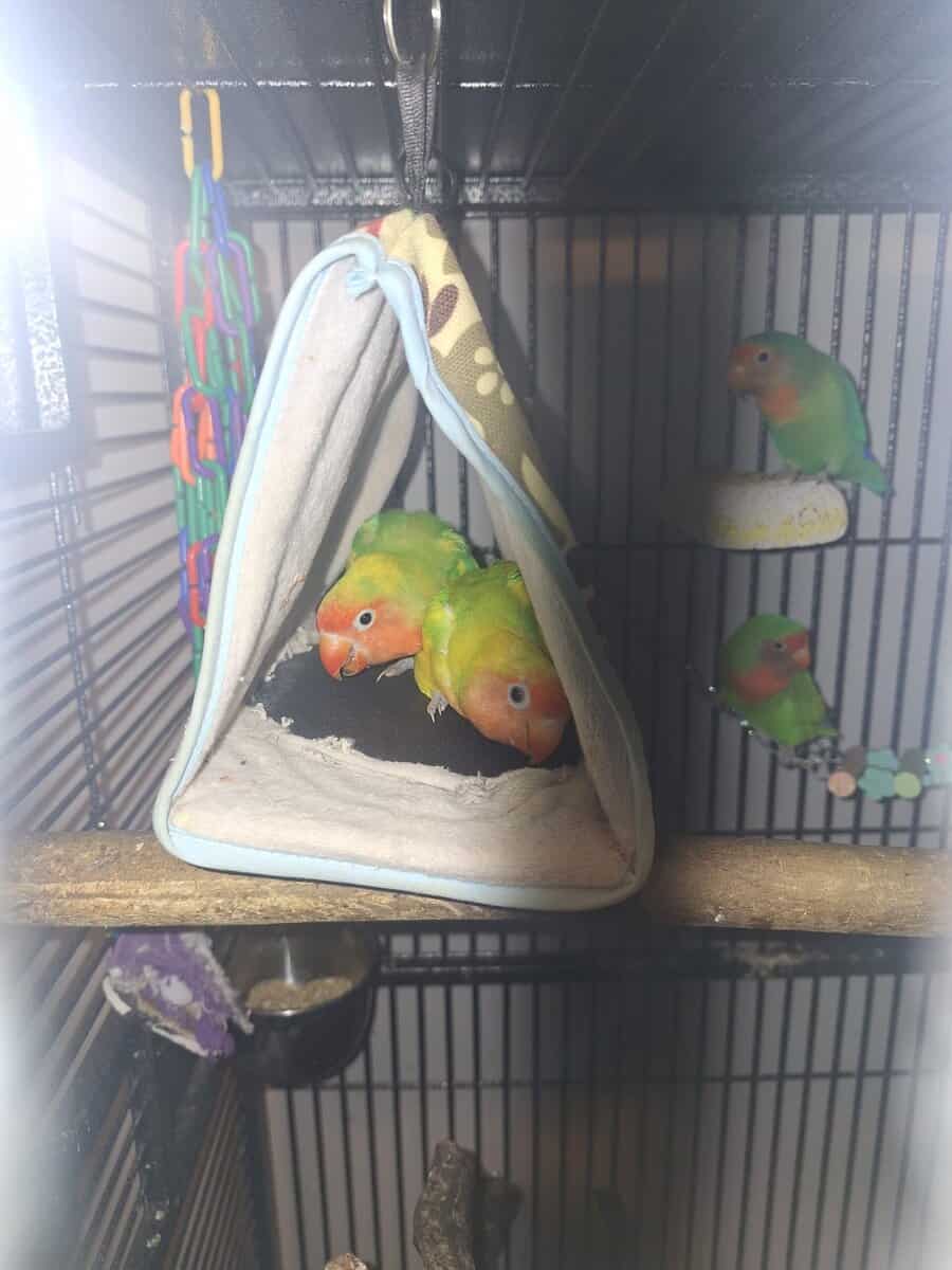 Love birds 2 sets with cage image 3