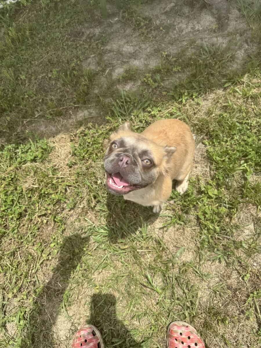 Fluffy French Bulldog image 6