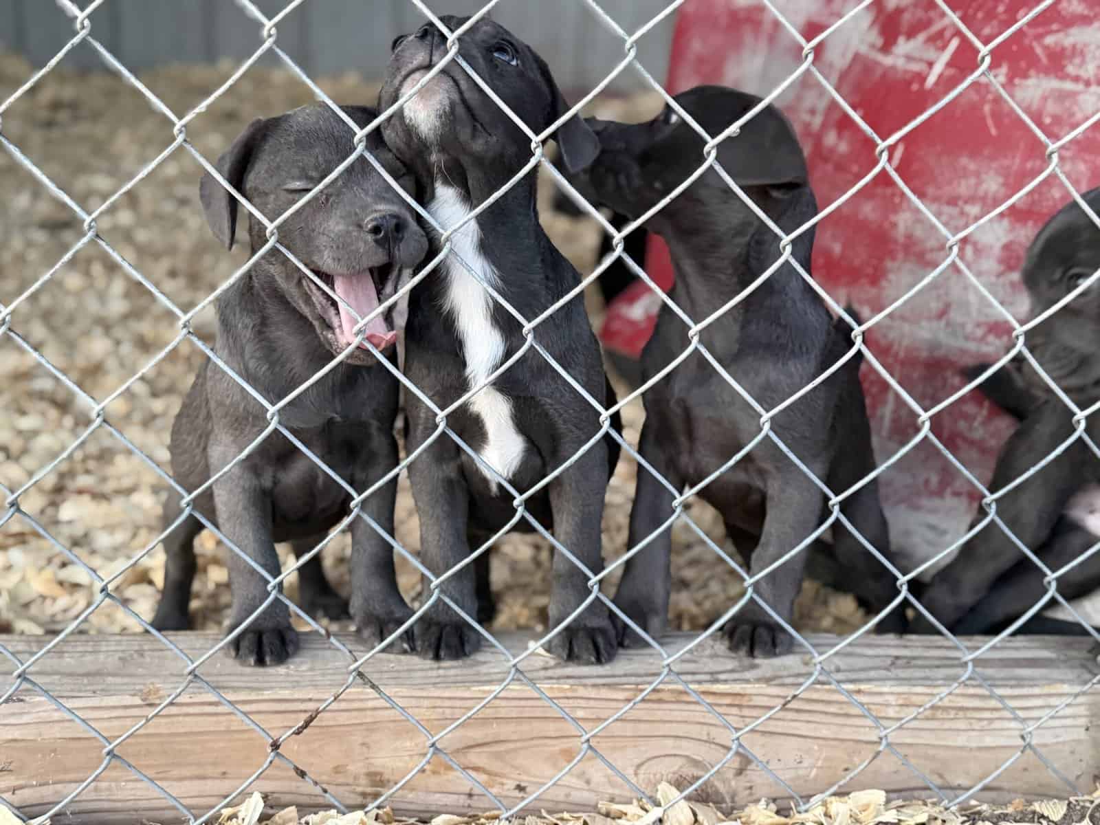 Zelda x Tiaga: Frenchador Litter image 23