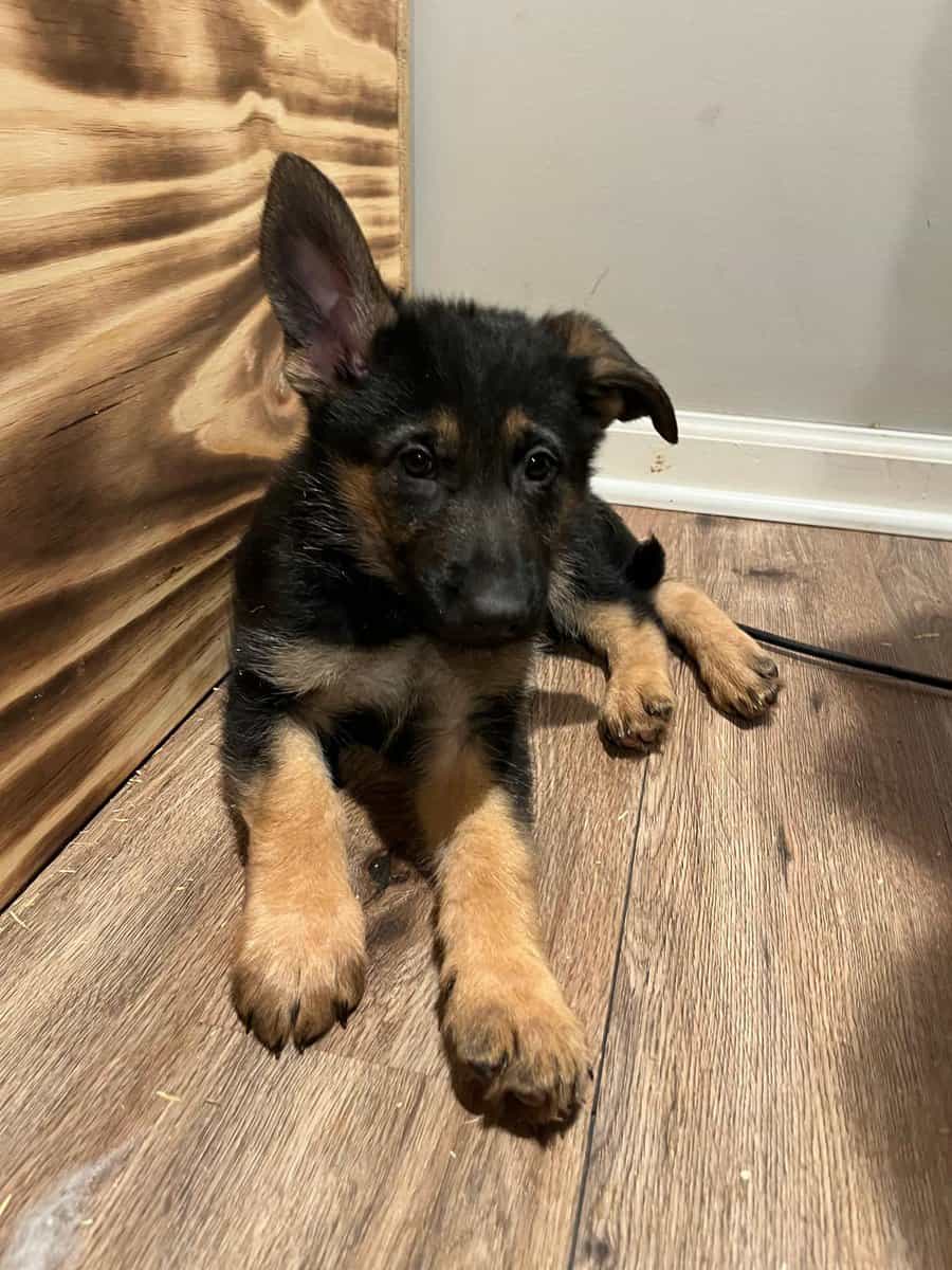 German shepherd puppies image 5