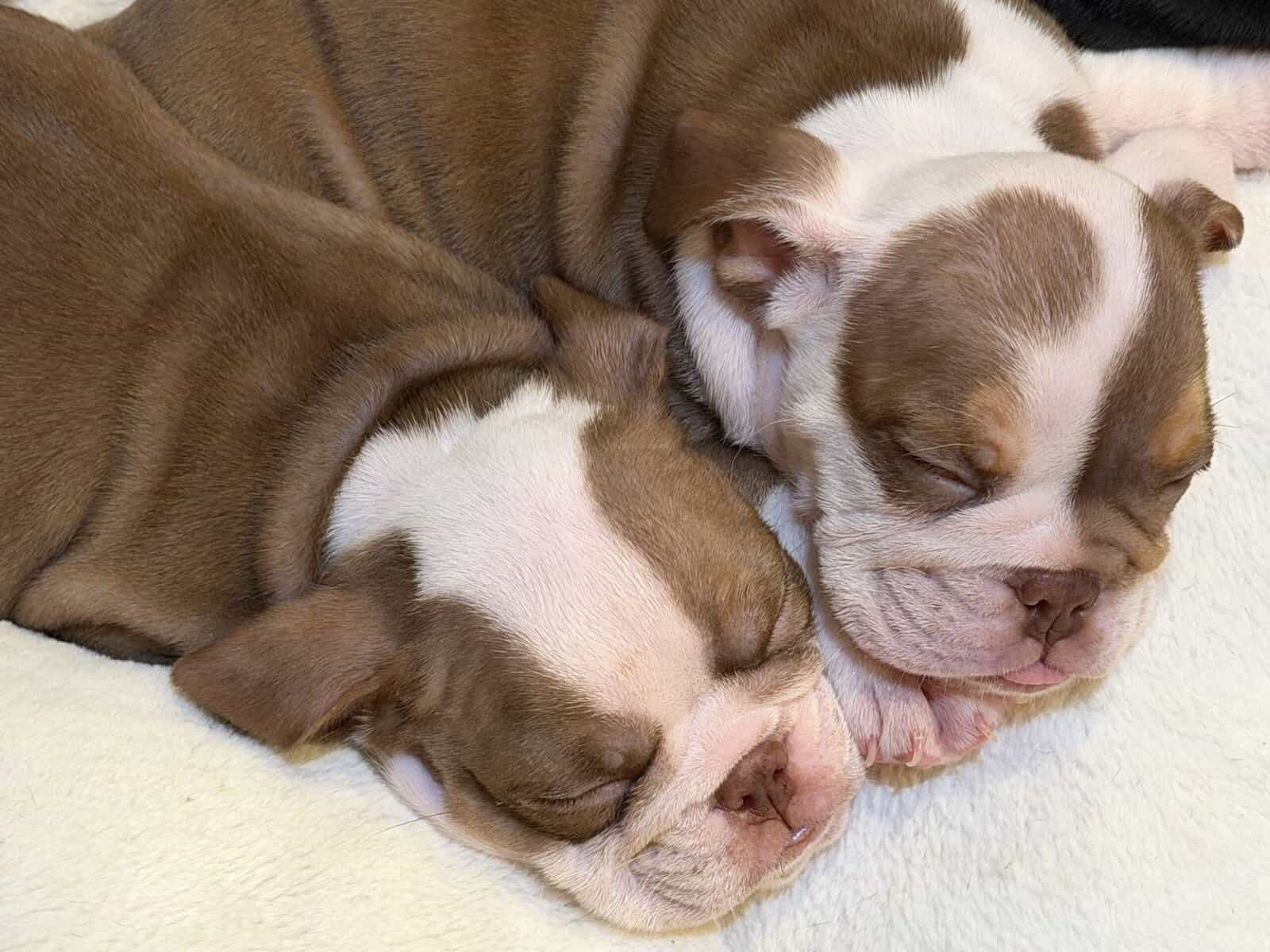 AKC English Bulldog Pupies image 1