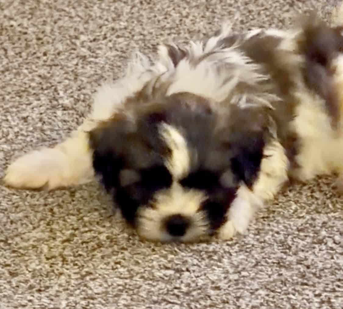 Adorable Teddy Bear Puppies image 3