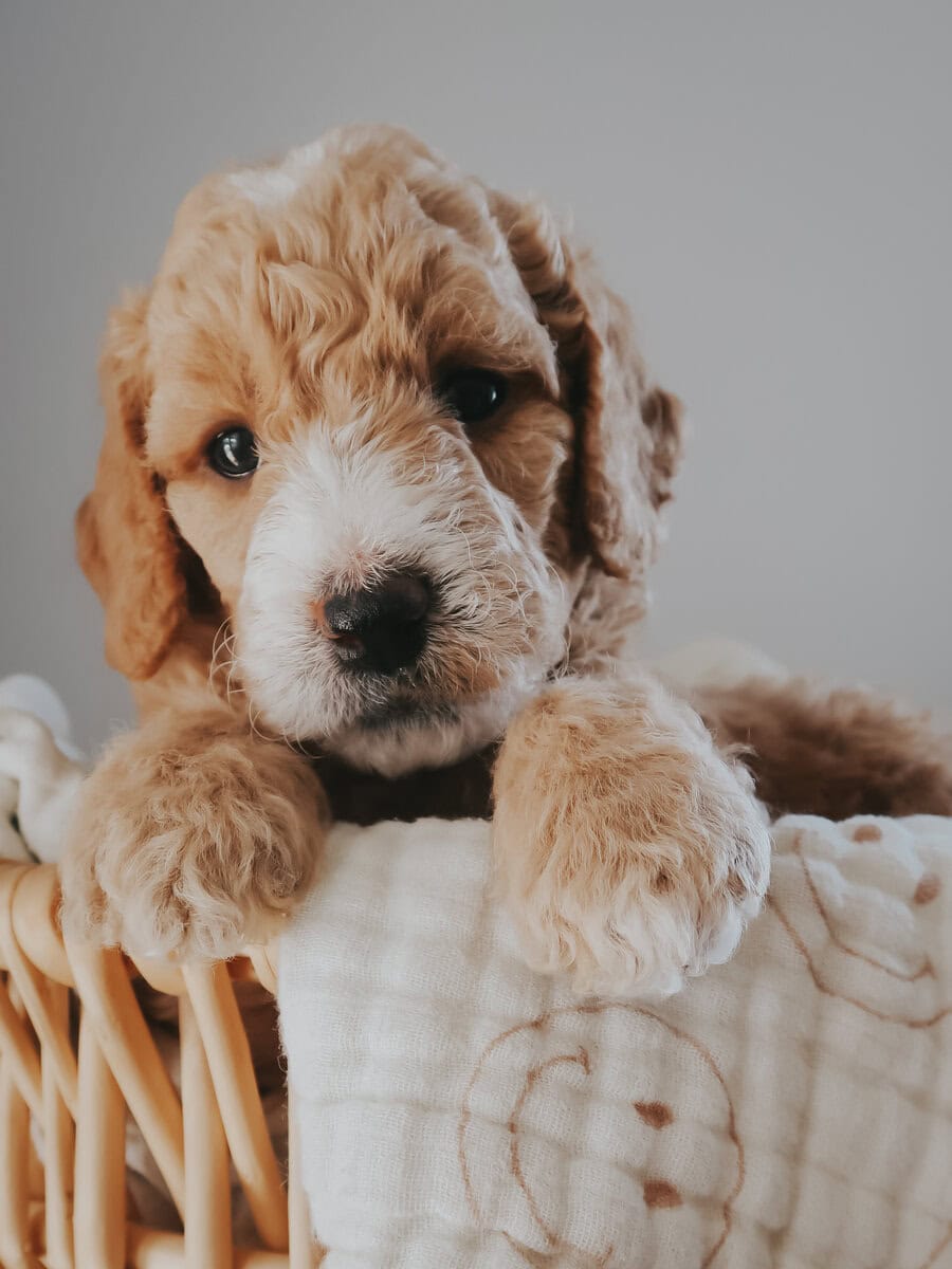 Multi-Gen Doodle Puppies for sale! image 3
