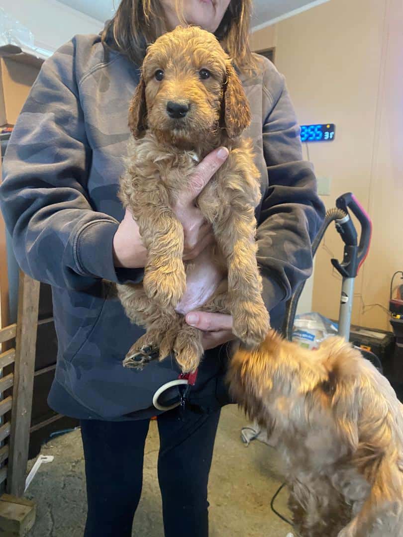 Goldendoodle puppy image 2
