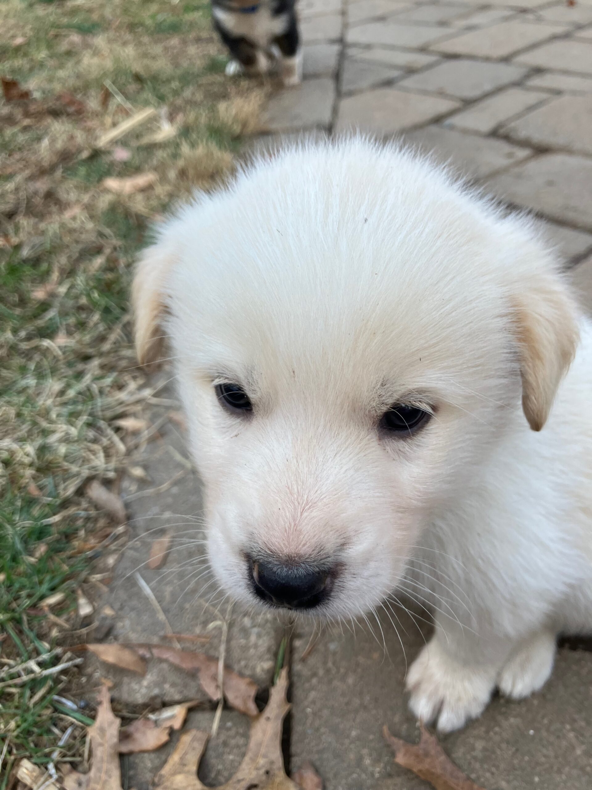 Great Pyrenees mix puppies! image 7