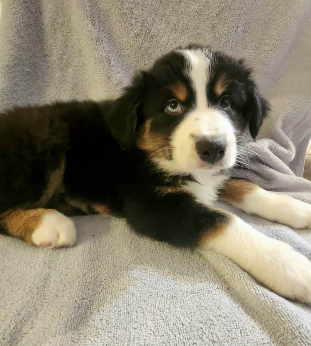 Australian Shepards image 4