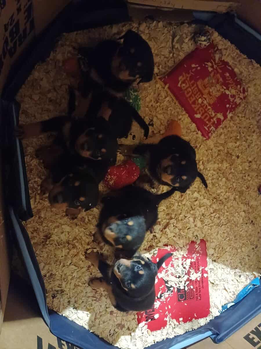 Rottie Pups For Sale image 5