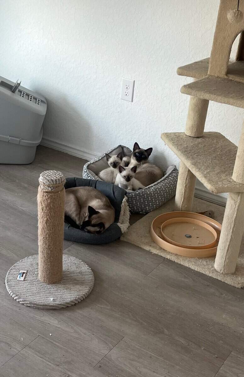 Kitten image 1