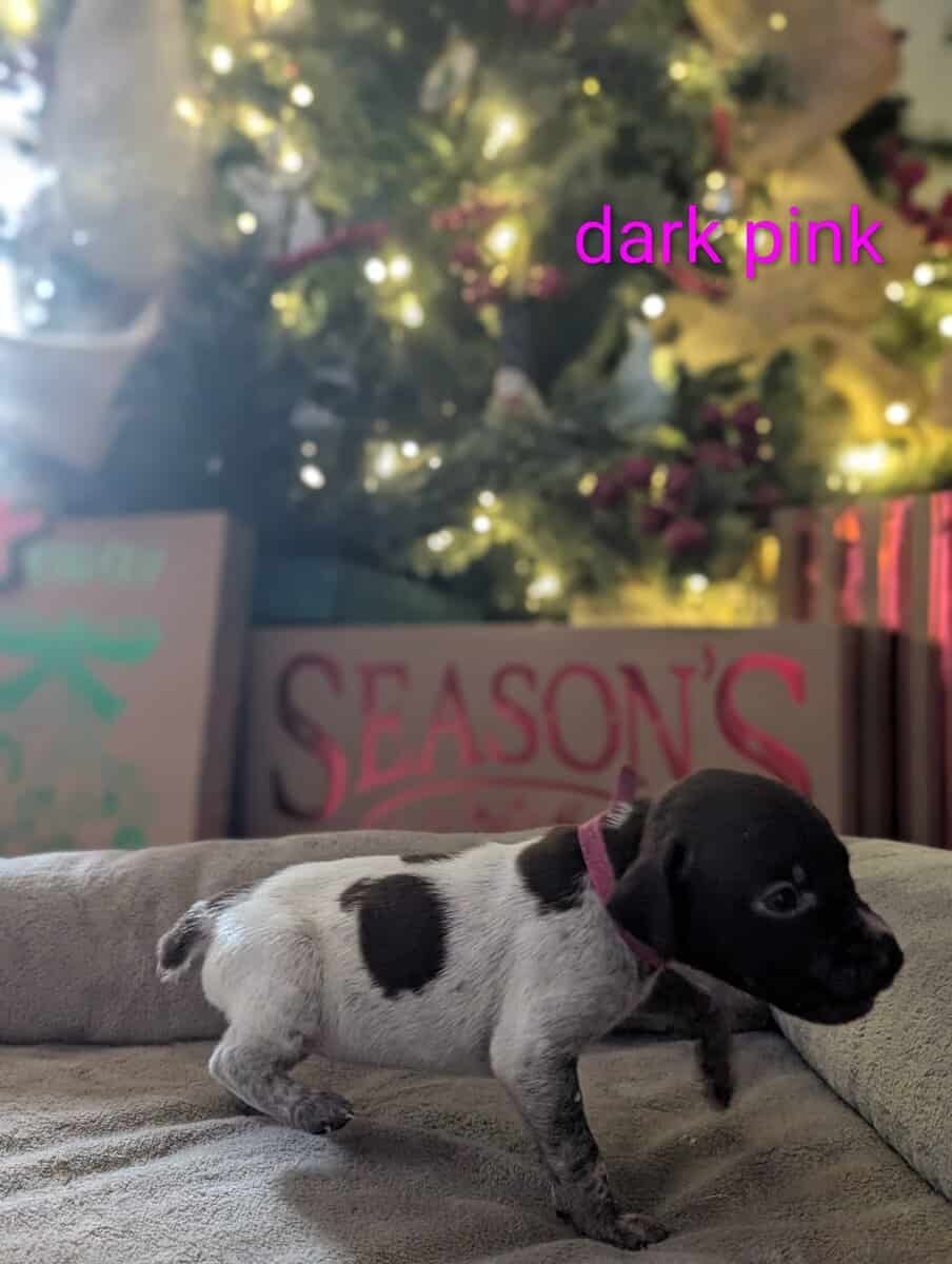 German Shorthair Pointer Puppies image 12