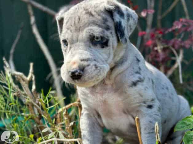 Adorable Great Dane puppies image 4