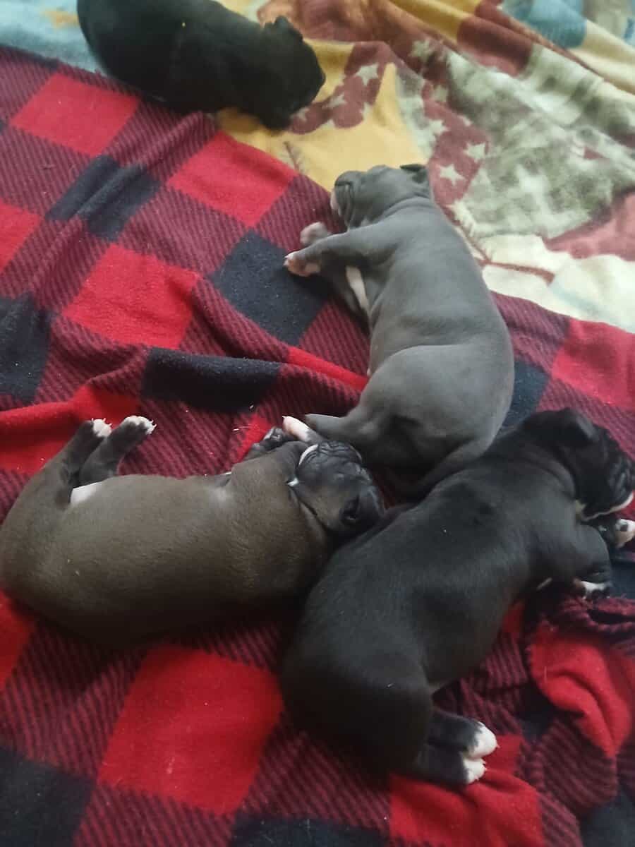 American bully dogo argentino mix puppies image 1