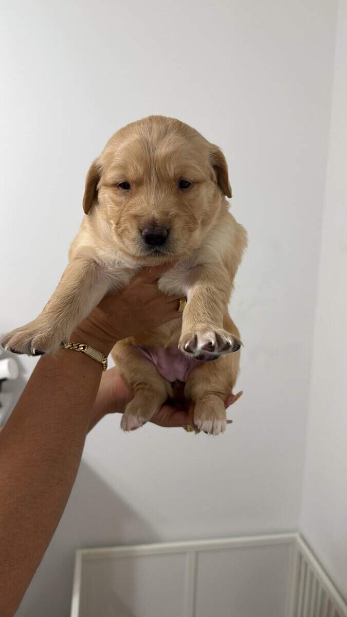 Golden retriever puppies image 7