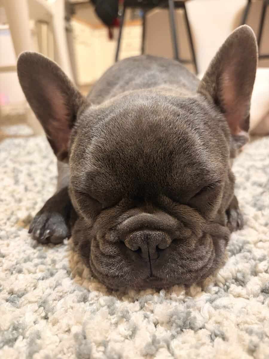 Frenchies image 2