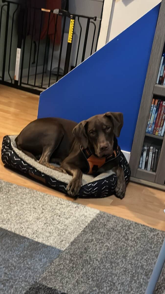 Looking for a new home for my dog image 4