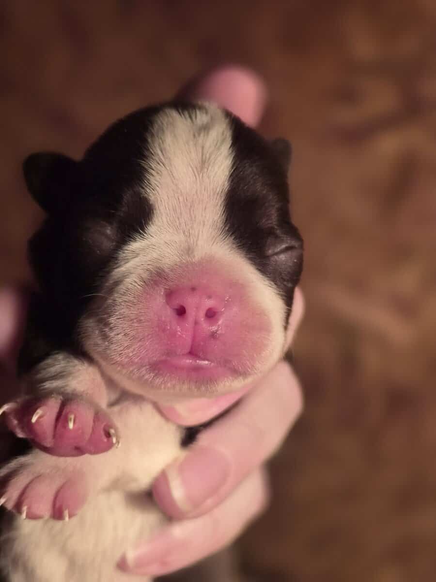 AKC Boston terriers image 6