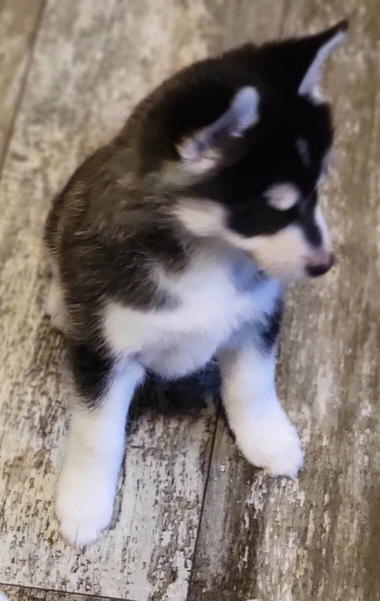 Pomsky puppies image 2