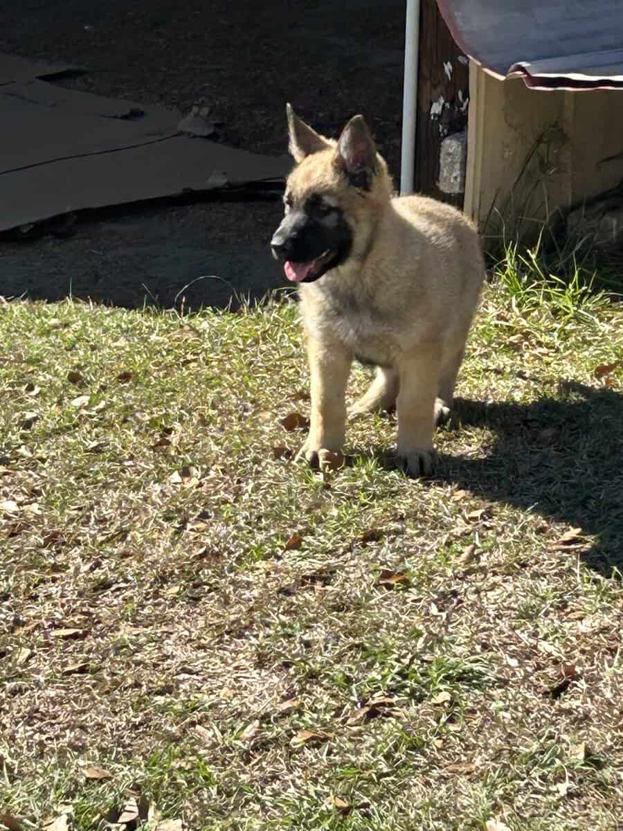 German Shepherd Puppies image 4