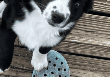 Darlin – 8 week old border collie puppy