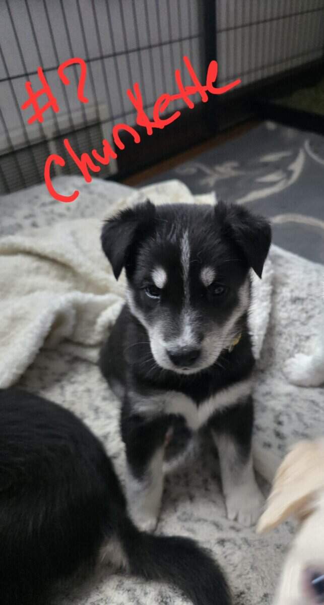Huskydoodles image 4