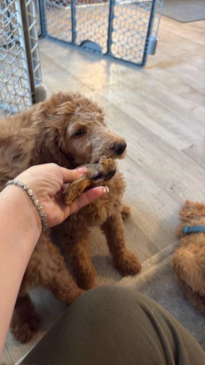 AKC standard poodle puppies image 6