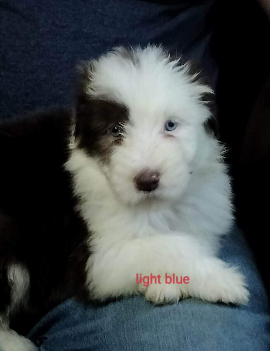 Bearded collie puppies image 1
