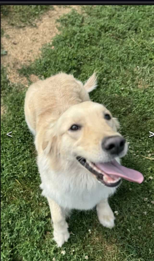 Luna-3 Year Old Female Golden Retriever image 1