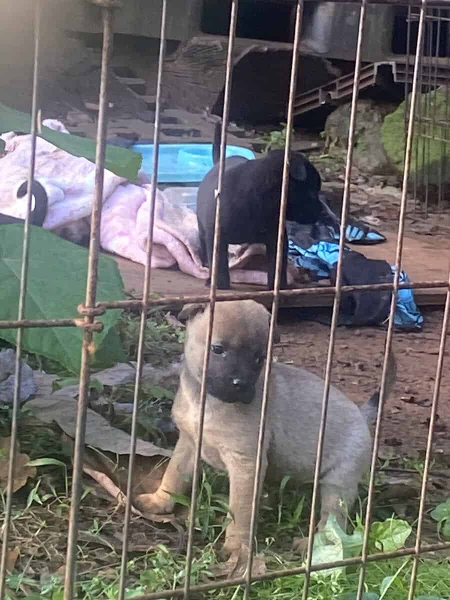 6 week old puppies image 10