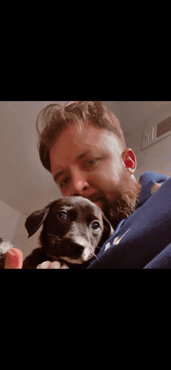 Female Puppy Labrador retriever 10 weeks image 3