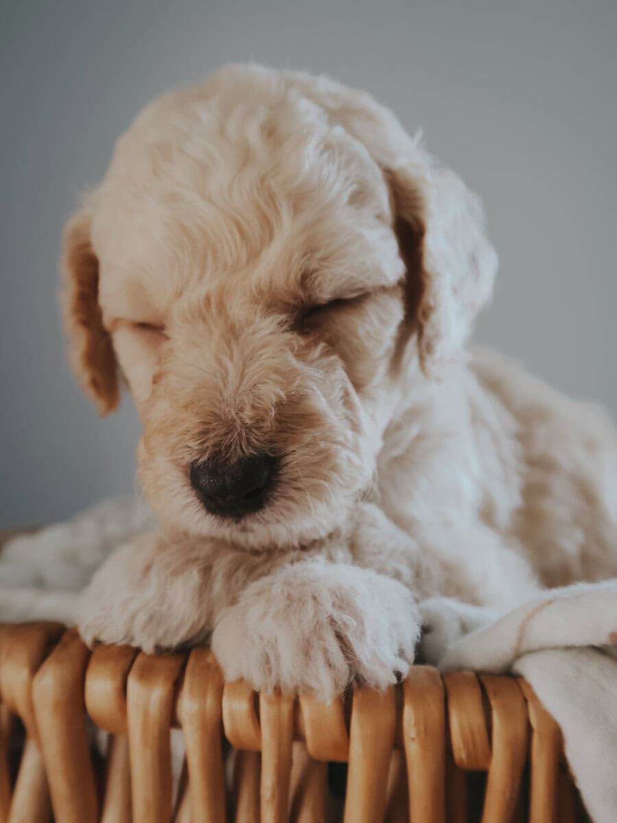 Multi-Gen Doodle Puppies for sale! image 8